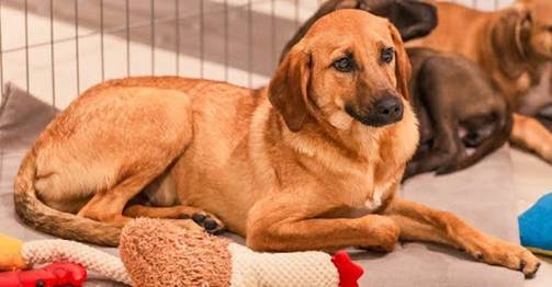 Petlove lança ação que une tutores e pets por meio da conexão emocional — e não da aparência