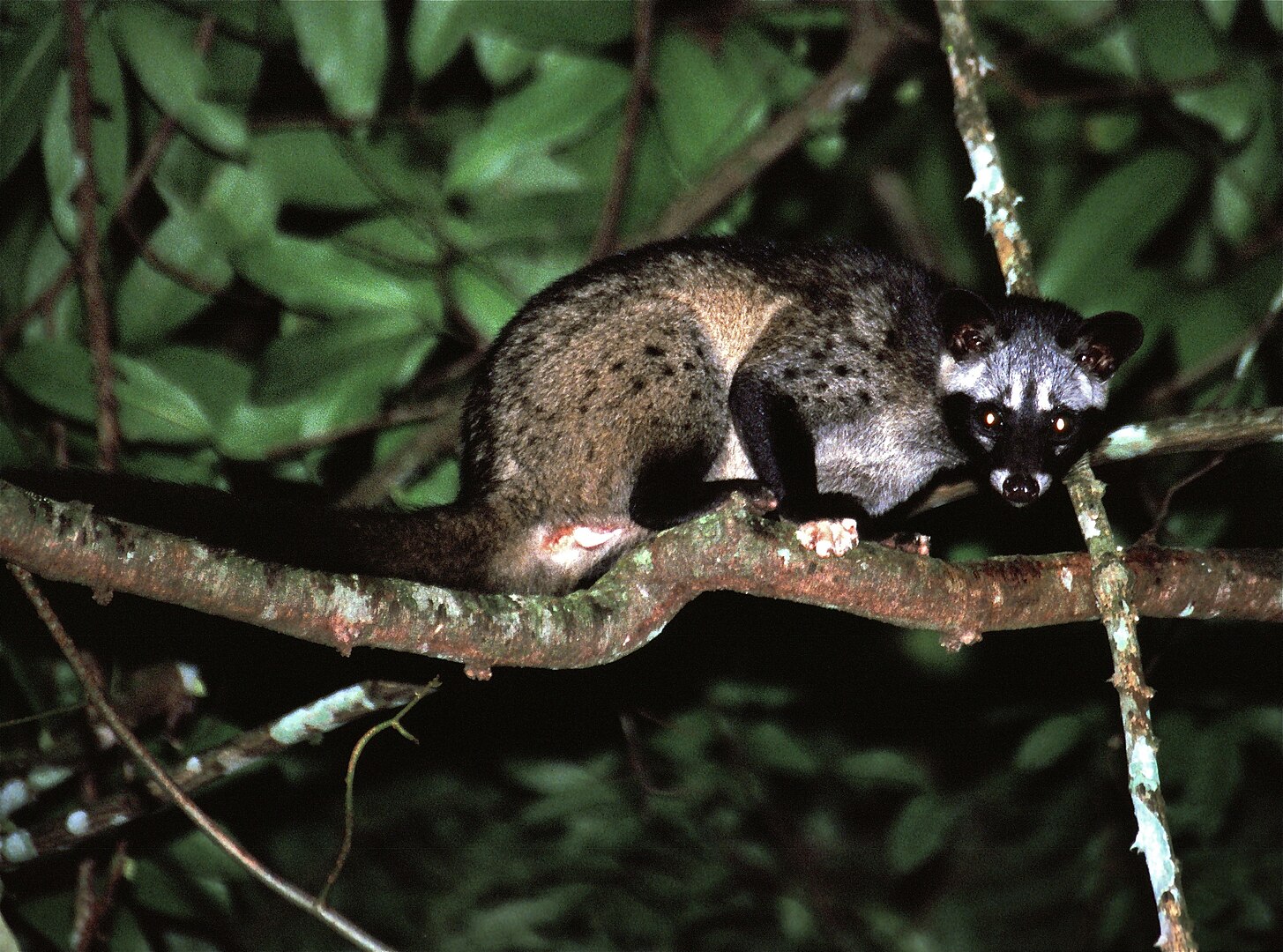 Civeta-de-palma-asiática (Paradoxurus hermaphroditus)