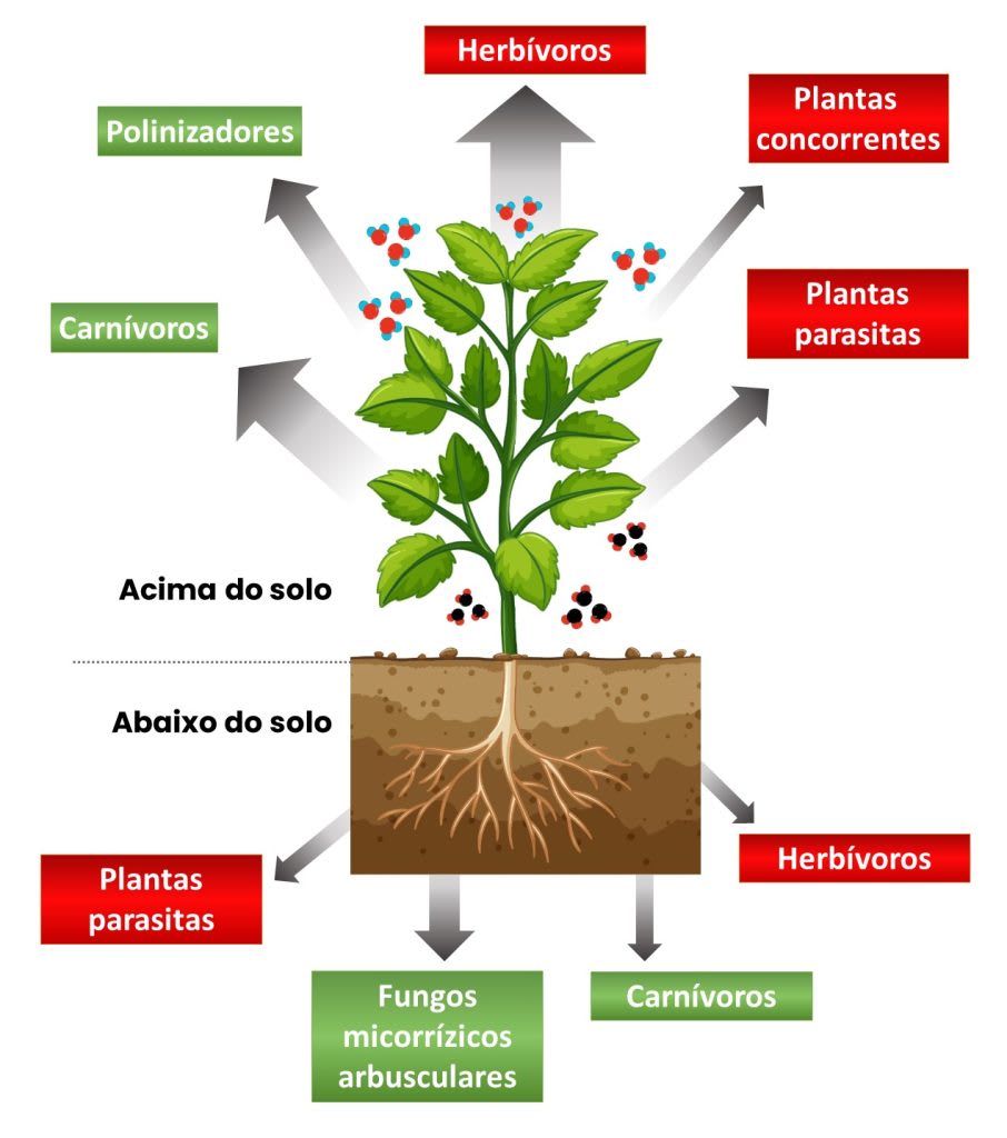 Plantas que se comunicam entre si — sim, isso é real