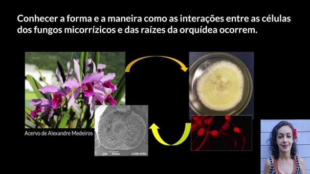 Canais de Potássio e Transmissão de Sinais