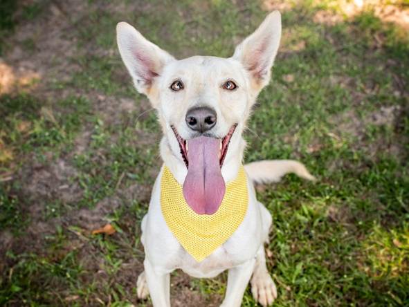 Amigos de quatro patas: Rio Design Leblon promove Campanha de Adoção Pet 2 Ação é fruto da parceria entre o shopping e a ONG OpaRio. Foto: Divulgação.