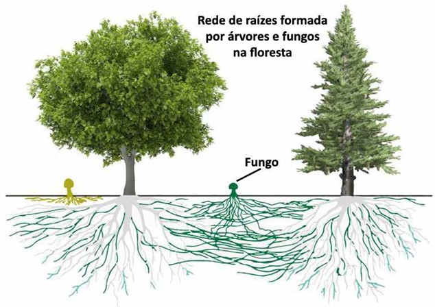 A Wood Wide Web: Internet Subterrânea das Plantas