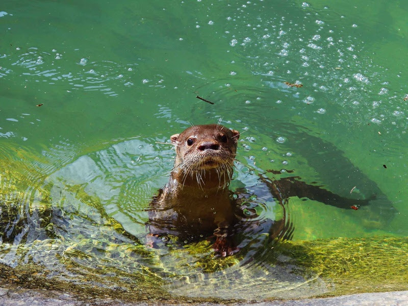 BioParque do Rio comemora o Dia dos Professores com desconto especial em outubro