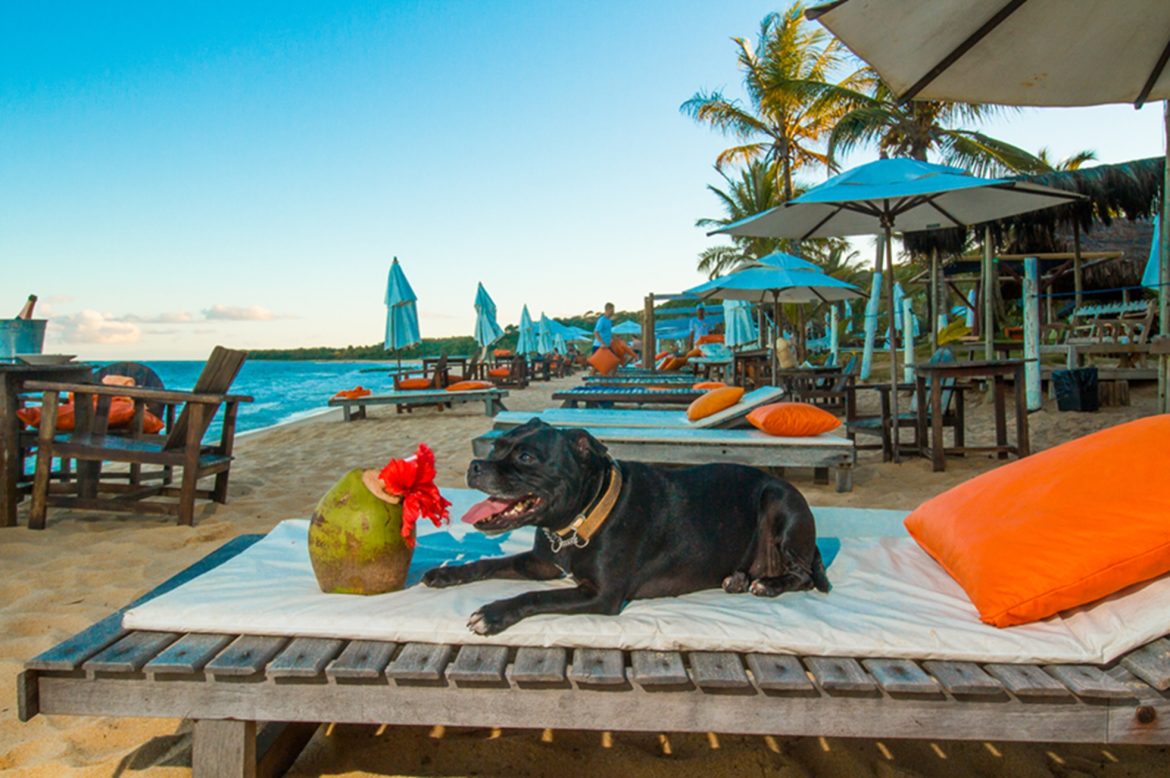 Travel Inn Trancoso oferece serviço de pet-friendly Travel Inn Trancoso oferece serviço de pet-friendly