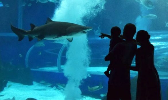 AquaRio promove segunda Sessão Azul de 2024