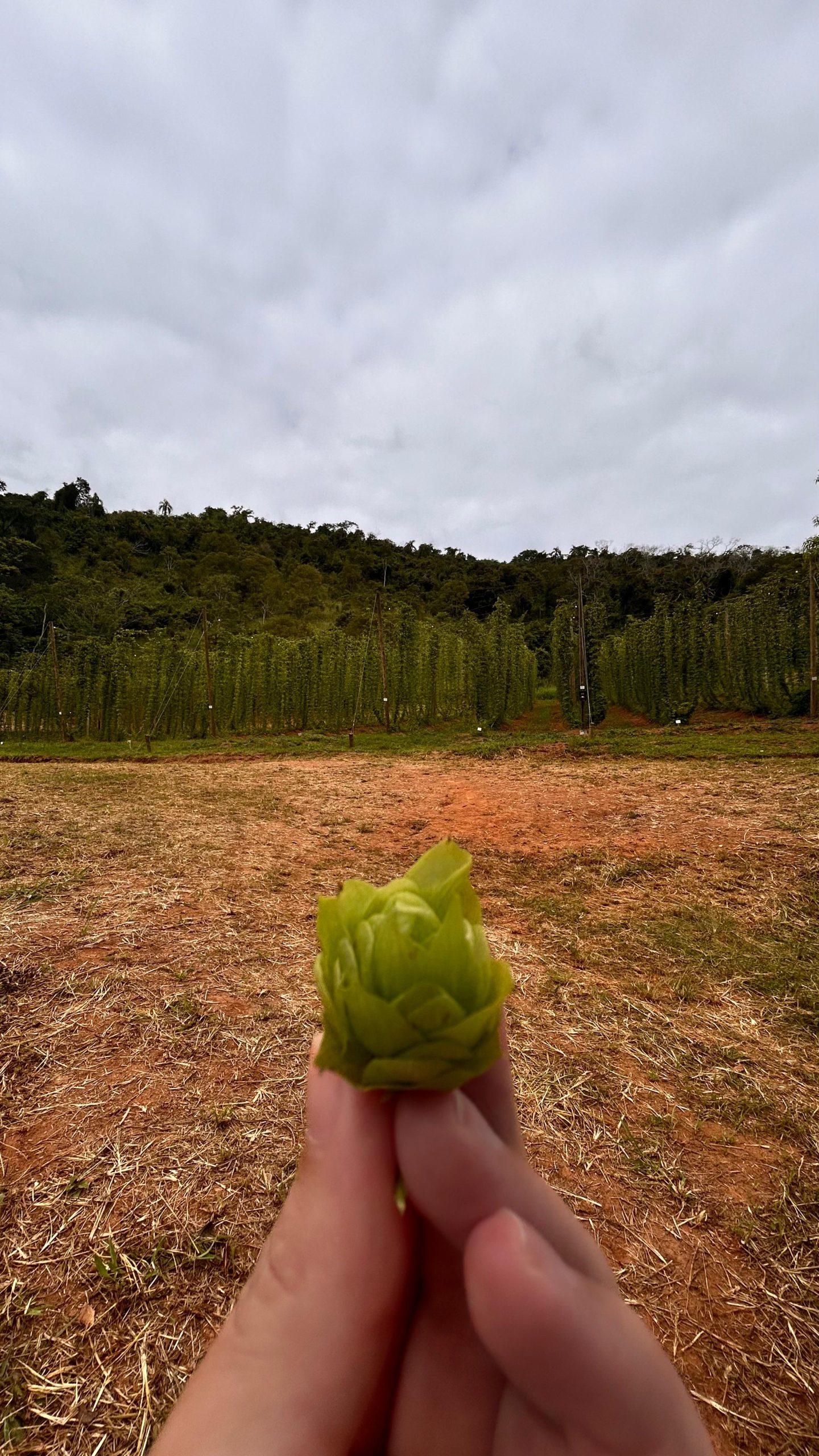 Dia da Cerveja Brasileira: Brewteco celebra a data da bebida produzida com lúpulo nacional