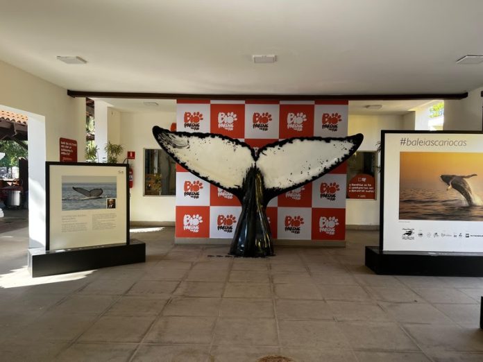 BioParque do Rio recebe a exposição ‘Baleias Cariocas’