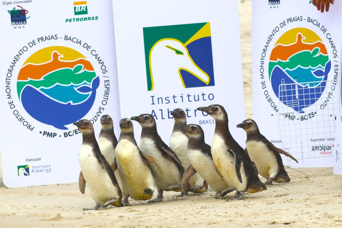 Soltura Pinguins – Eduardo Pimenta – PMP – Instituto Albatroz Soltura Pinguins - Eduardo Pimenta - PMP - Instituto Albatroz