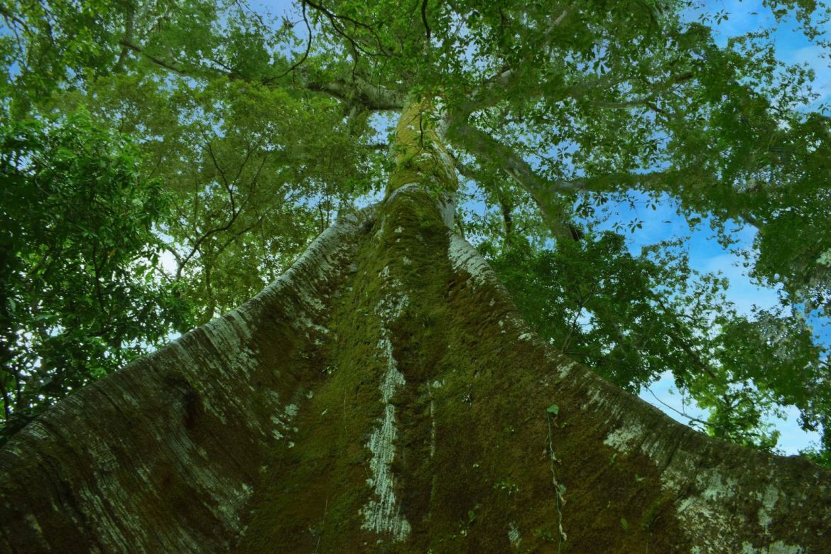 Recortes do Pará Recortes do Pará