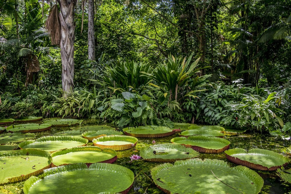 Amazônia