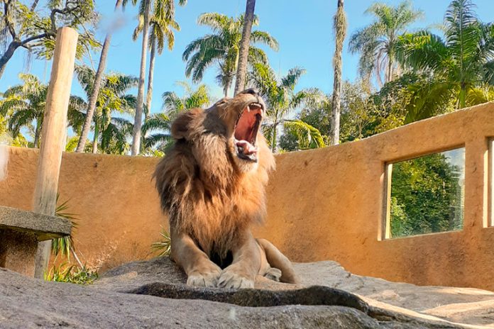 BioParque do Rio celebra Dia das Crianças com ingressos a R$10 para o público infantil