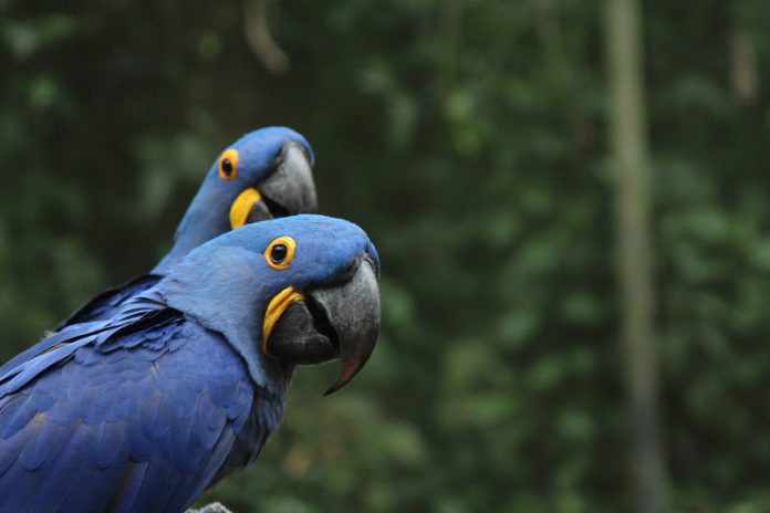 BioParque do Rio estende promoção com ingressos a R$ 10 até 31 de outubro