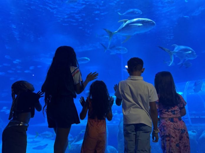 AquaRio celebra o Dia das Crianças com entrada gratuita para crianças