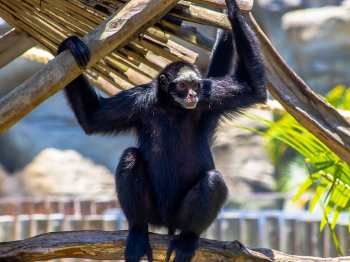  BioParque do Rio celebra o feriado de 15 de outubro com abertura especial