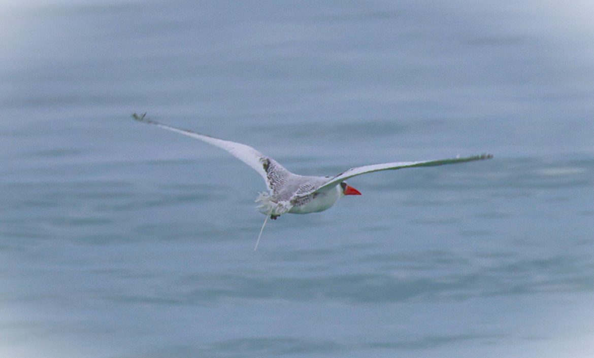 Soltura phaeton – Foto: Eduardo Pimenta Soltura phaeton - Foto: Eduardo Pimenta