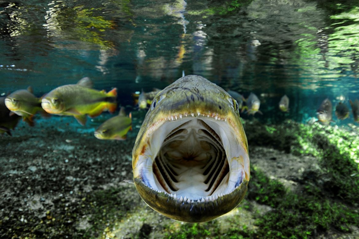 Luciano Candisani Luciano Candisani