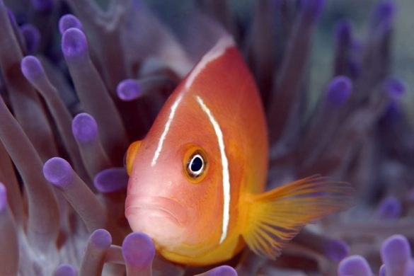 O Xerelete Bar, em Búzios, recebe a Exposição Fotográfica "XERE(LE)TANDO O MAR", de Denise Greco