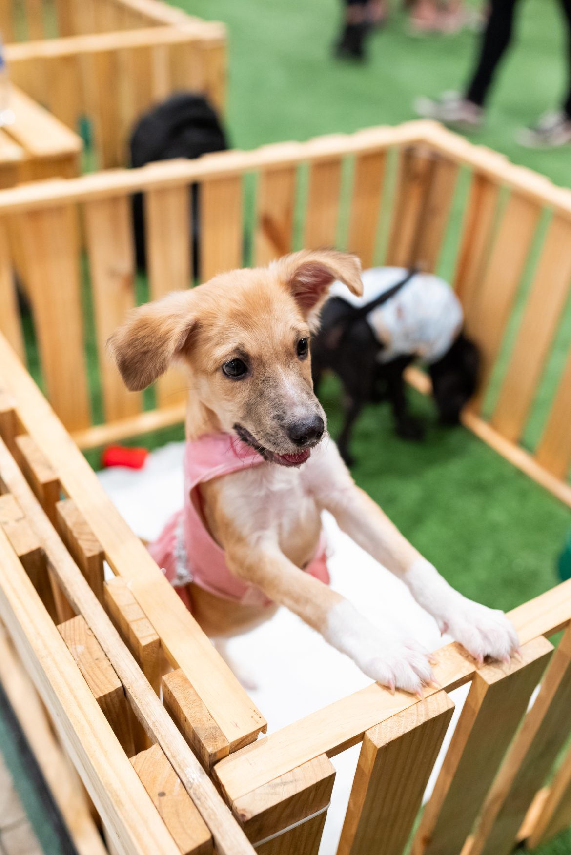 Shopping Grande Rio promove nova edição de campanha de adoção pet Shopping Grande Rio promove nova edição de campanha de adoção pet