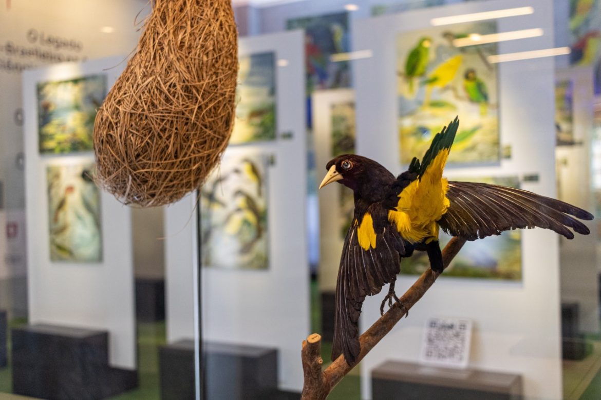 Exposição O legado suíço brasileiro Crédito Rwolf Kindle (BR4) Exposição O legado suíço brasileiro Crédito Rwolf Kindle (BR4)