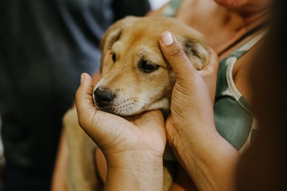 São Gonçalo Shopping promove Campanha de Adoção de Pets em parceria com a ONG Leve um Anjo para Casa