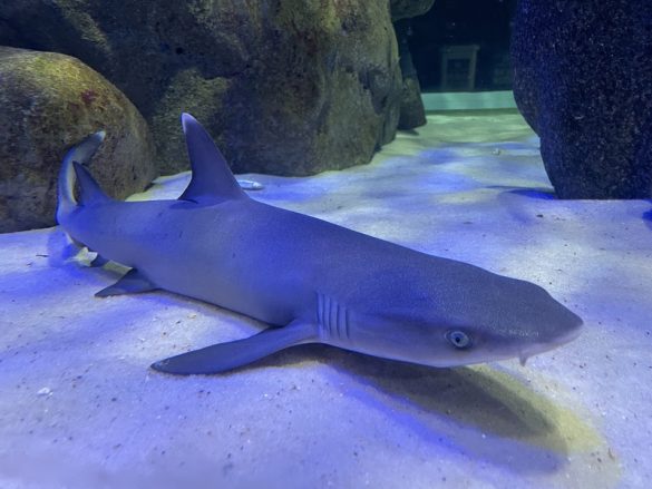 Sharkira é o nome escolhido para filhote de tubarão galha branca nascido no AquaRio
