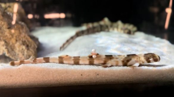 Reprodução inédita de tubarão Freycineti no AquaRio marca avanço para a ciência