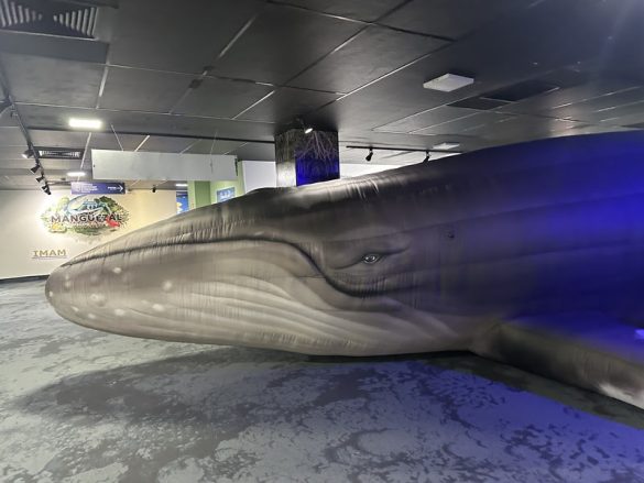 Réplica inflável de baleia-jubarte será atração no AquaRio de 4 a 6 de julho