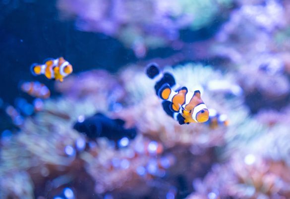 No AquaRio, ‘O Amor está no Mar’