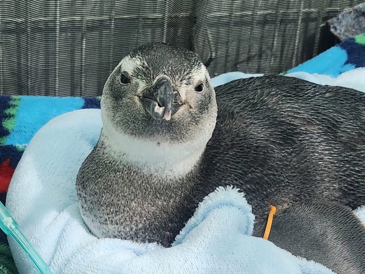 Pinguins Temporada 2025 - Instituto Albatroz
