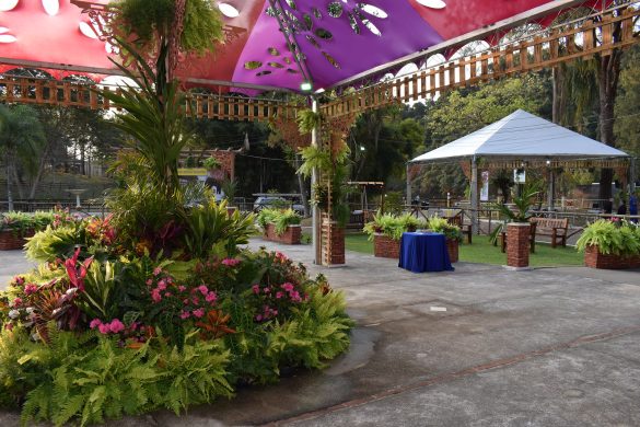 Festa das Orquídeas