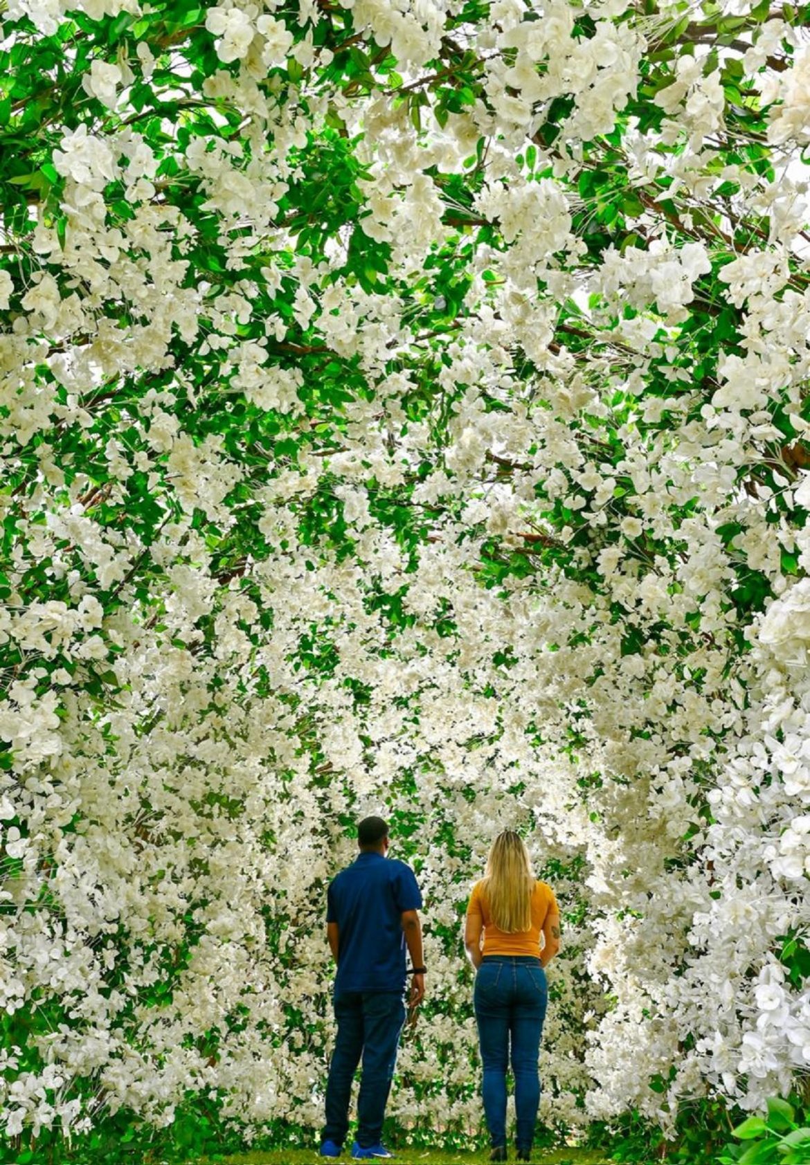 Galeria de 100 mil flores brancas no Jardim da Saudade Sulacap – Foto: Bruno de Lima Galeria de 100 mil flores brancas no Jardim da Saudade Sulacap - Foto: Bruno de Lima