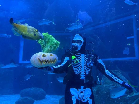 Bailinho de Halloween no AquaRio mistura aprendizado e diversão