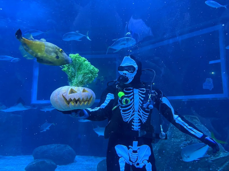 Bailinho de Halloween no AquaRio mistura aprendizado e diversão Bailinho de Halloween no AquaRio mistura aprendizado e diversão