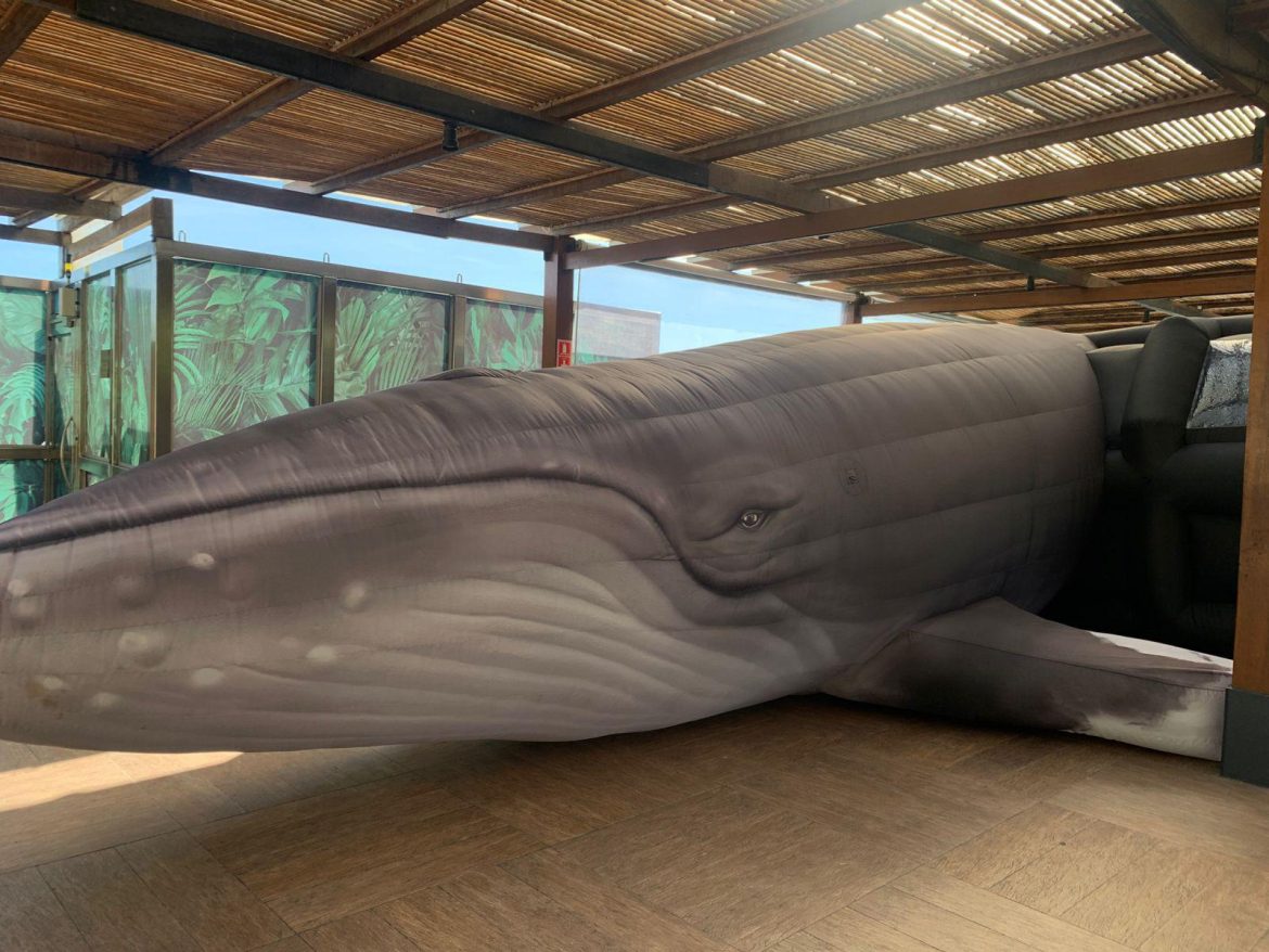 Baleia jubarte inflável