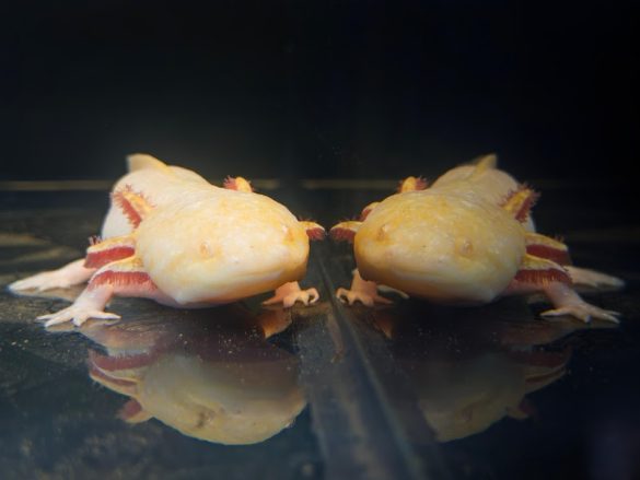 BioParque do Rio celebra o Dia das Crianças