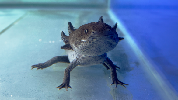 BioParque do Rio comemora o Dia dos Professores com desconto especial em outubro