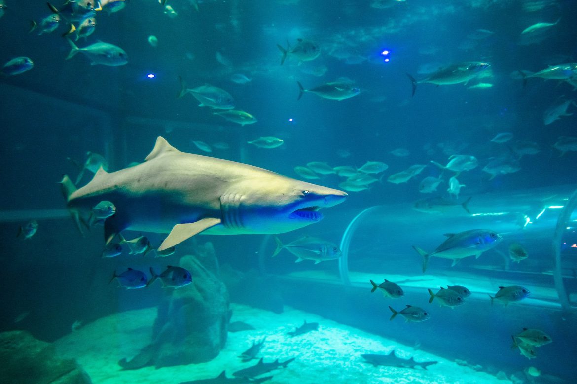 Black Friday do AquaRio