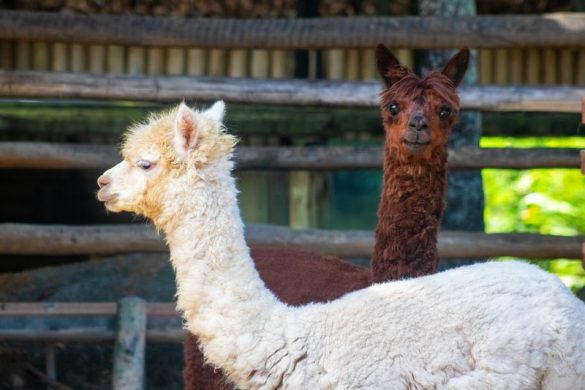 BioParque do Rio lança campanha relâmpago com ingresso infantil a R$ 10 nas férias e apresenta casal de alpacas ao público