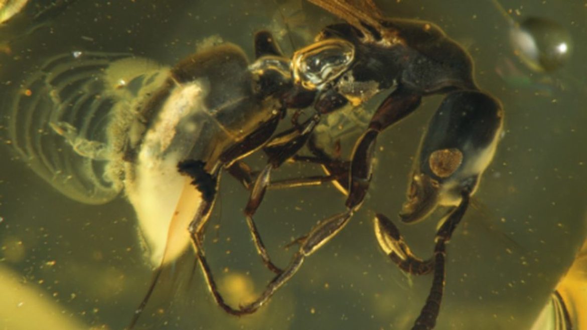 Hypoponera electrocacica