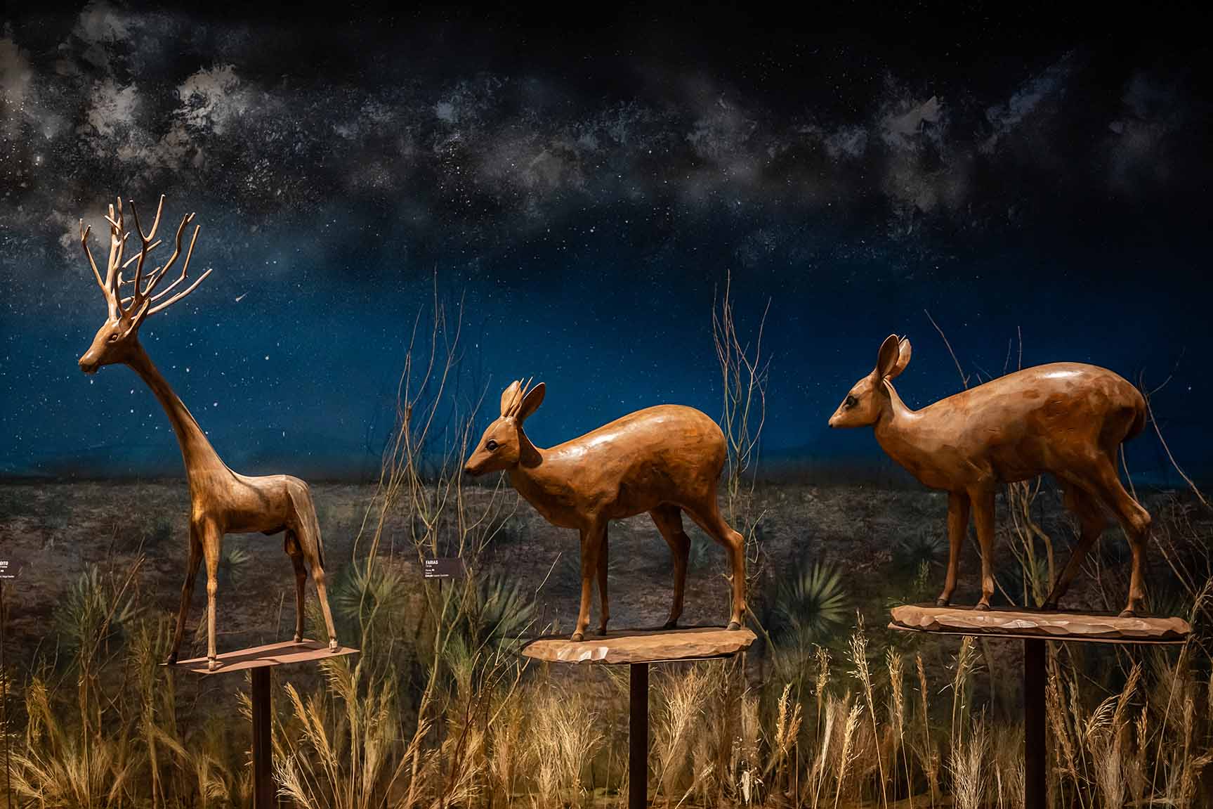 Exposição “Mata Viva” é prorrogada no Rio e transforma o CRAB em uma imersão inédita pelos biomas brasileiros 7 Cerrado - Farias