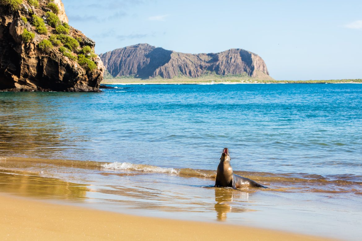 El Niño muito forte ameaça reduzir em 20% população de vertebrados das Galápagos