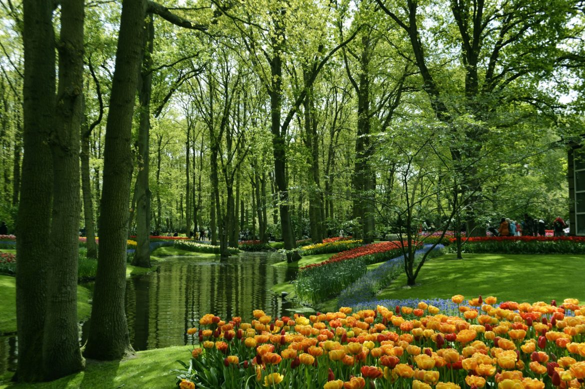 Tulipas coloridas junto a um lago e árvores em um jardim