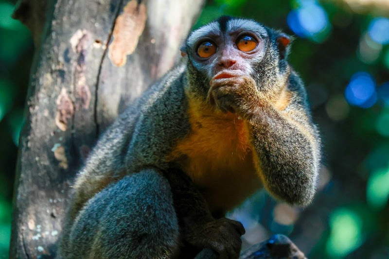 BioParque do Rio terá programação especial durante todo o mês das crianças 8 BioParque do Rio terá programação especial durante todo o mês das crianças